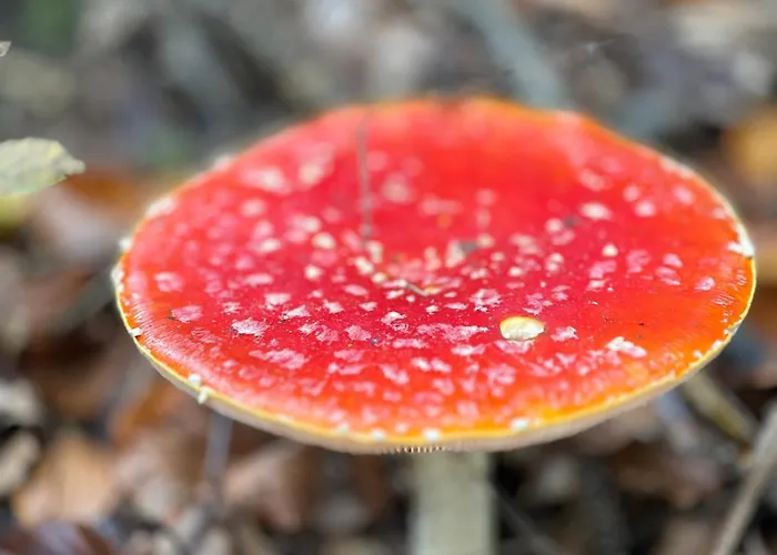 Alpesi faház шпаківня